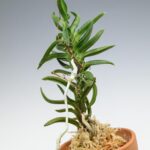 neofinetia-amami-jishi