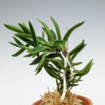 neofinetia-amami-jishi