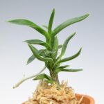 neofinetia-amami-jishi