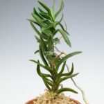 neofinetia-amami-jishi