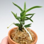 neofinetia-amami-jishi