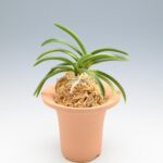 Неофинетия ХакуУнкаку 白雲閣 백운각 neofinetia Hakuunkaku