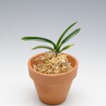 Неофинетия ХакуУнкаку 白雲閣 백운각 neofinetia Hakuunkaku