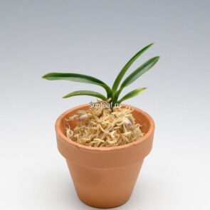 Неофинетия ХакуУнкаку 白雲閣 백운각 neofinetia Hakuunkaku