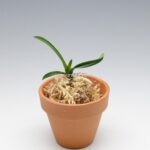 Неофинетия ХакуУнкаку 白雲閣 백운각 neofinetia Hakuunkaku