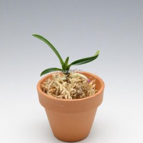 Неофинетия ХакуУнкаку 白雲閣 백운각 neofinetia Hakuunkaku