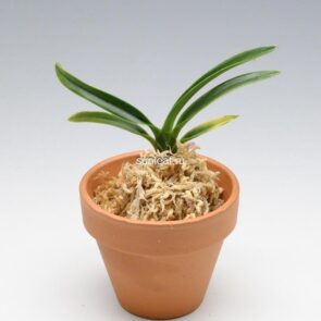 © 2026 Larisa Klyueva