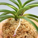 Неофинетия ХакуУнкаку 白雲閣 백운각 neofinetia Hakuunkaku