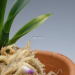 neofinetia-hakuunkaku