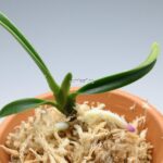 neofinetia-hakuunkaku