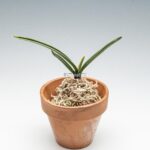 neofinetia-nishidemiyako