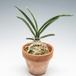 neofinetia-nishidemiyako