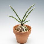 neofinetia-nishidemiyako