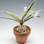 neofinetia-nishidemiyako