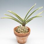 neofinetia-nishidemiyako