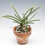 neofinetia-nishidemiyako