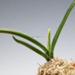 neofinetia-nishidemiyako