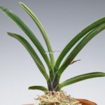 neofinetia-nishidemiyako