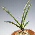 neofinetia-nishidemiyako