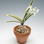 neofinetia-nishidemiyako