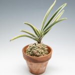 neofinetia-nishidemiyako