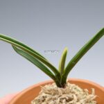 neofinetia-nishidemiyako