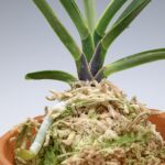 neofinetia-nishidemiyako