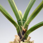 neofinetia-nishidemiyako