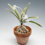 neofinetia-nishidemiyako