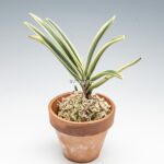 neofinetia-nishidemiyako