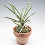 neofinetia-nishidemiyako