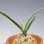 neofinetia-nishidemiyako