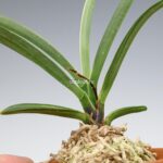 neofinetia-nishidemiyako