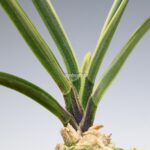 neofinetia-nishidemiyako