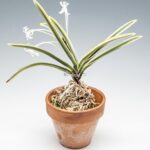 neofinetia-nishidemiyako