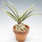 neofinetia-nishidemiyako