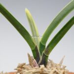 neofinetia-nishidemiyako