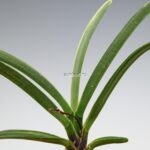 neofinetia-nishidemiyako