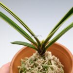 neofinetia-nishidemiyako