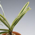 neofinetia-nishidemiyako