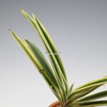 neofinetia-nishidemiyako