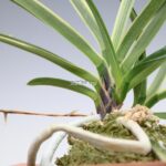 neofinetia-nishidemiyako