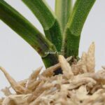 neofinetia-nishidemiyako