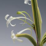 neofinetia-nishidemiyako