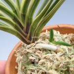 neofinetia-nishidemiyako