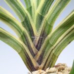 neofinetia-nishidemiyako