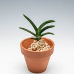 neofinetia-suminagashi