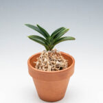 neofinetia-suminagashi