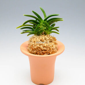 Неофинетия СумиНагаси 墨流 묵류 neofinetia Suminagashi