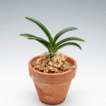 neofinetia-suminagashi